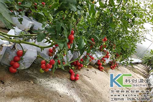 無土栽培，無土栽培技術
