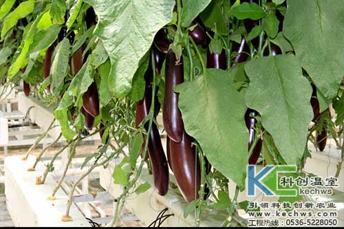 無(wú)土栽培，無(wú)土栽培技術(shù)，無(wú)土栽培設(shè)備