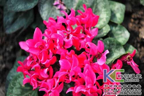 無(wú)土栽培，無(wú)土栽培技術(shù)，無(wú)土栽培設(shè)備